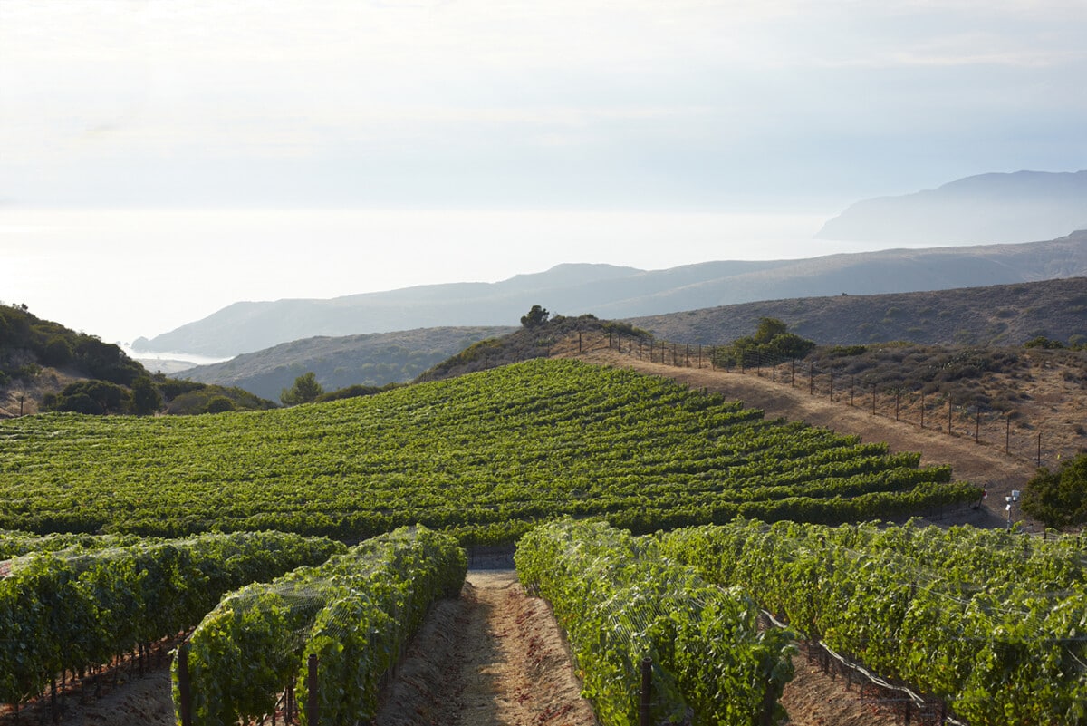 Catalina Island Winery