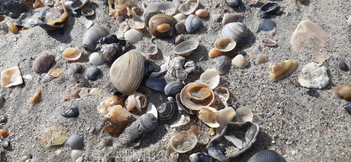Emerald Isle, discover the sea shells.