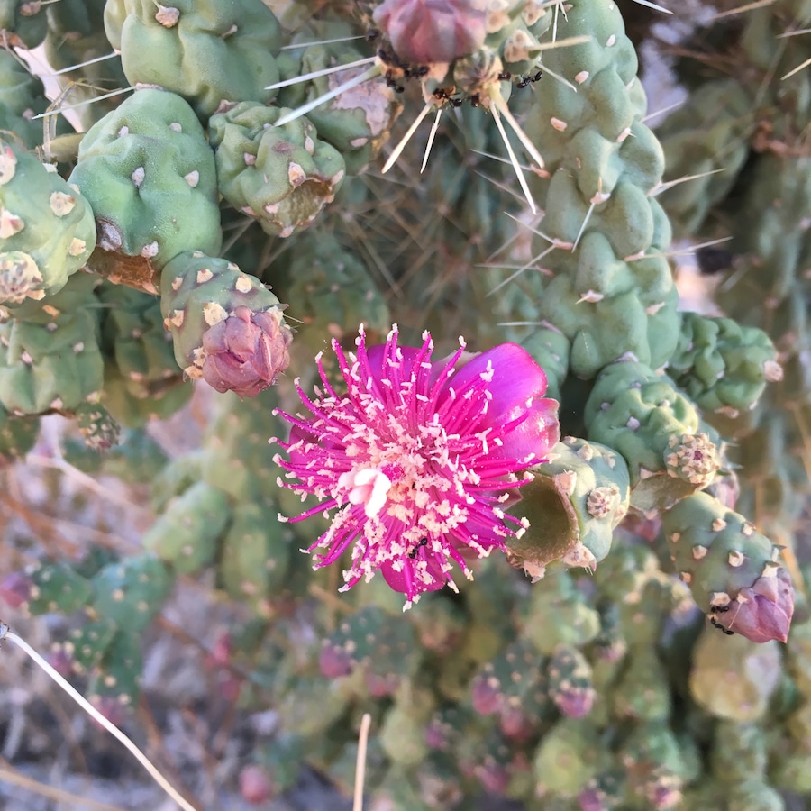 Pink-Cactus-Bloom