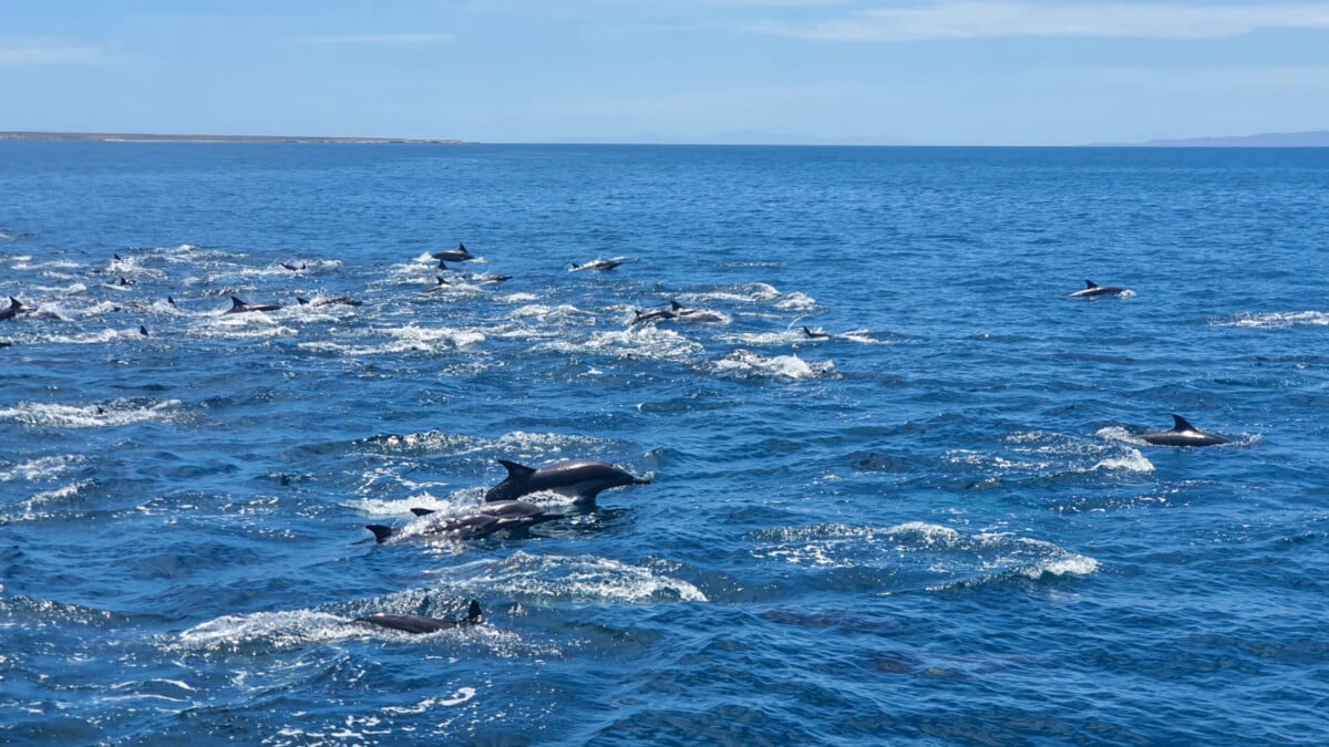 School of dolphins. Loreto Mexico