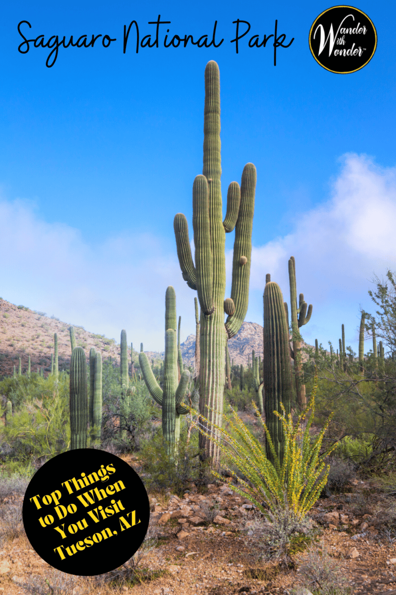 See an icon of the Desert Southwest in Tucson, Arizona. This is a great family vacation and an easy stop over on a road trip through the Southwest. Here are the top things to do in Saguaro National Park, on both the east and west sides.