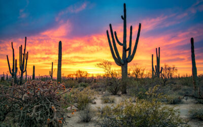 Top Things to Do in Saguaro National Park