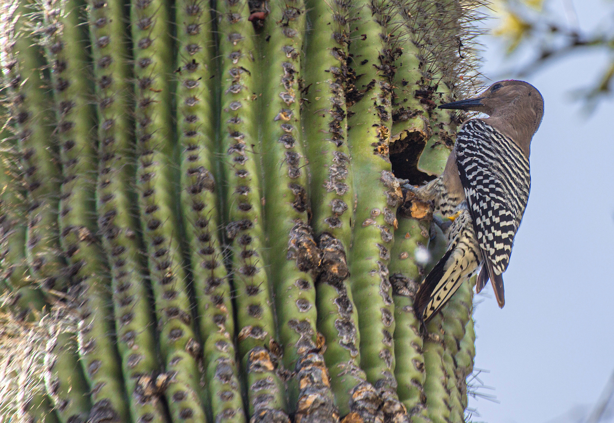 Gila Woodpecker on a Saguaro