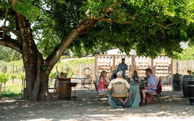 Discover Incredible Wines at Sonoma County’s Dry Creek Wineries
