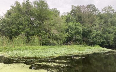 Discovering Crystal River: Florida’s Nature Coast