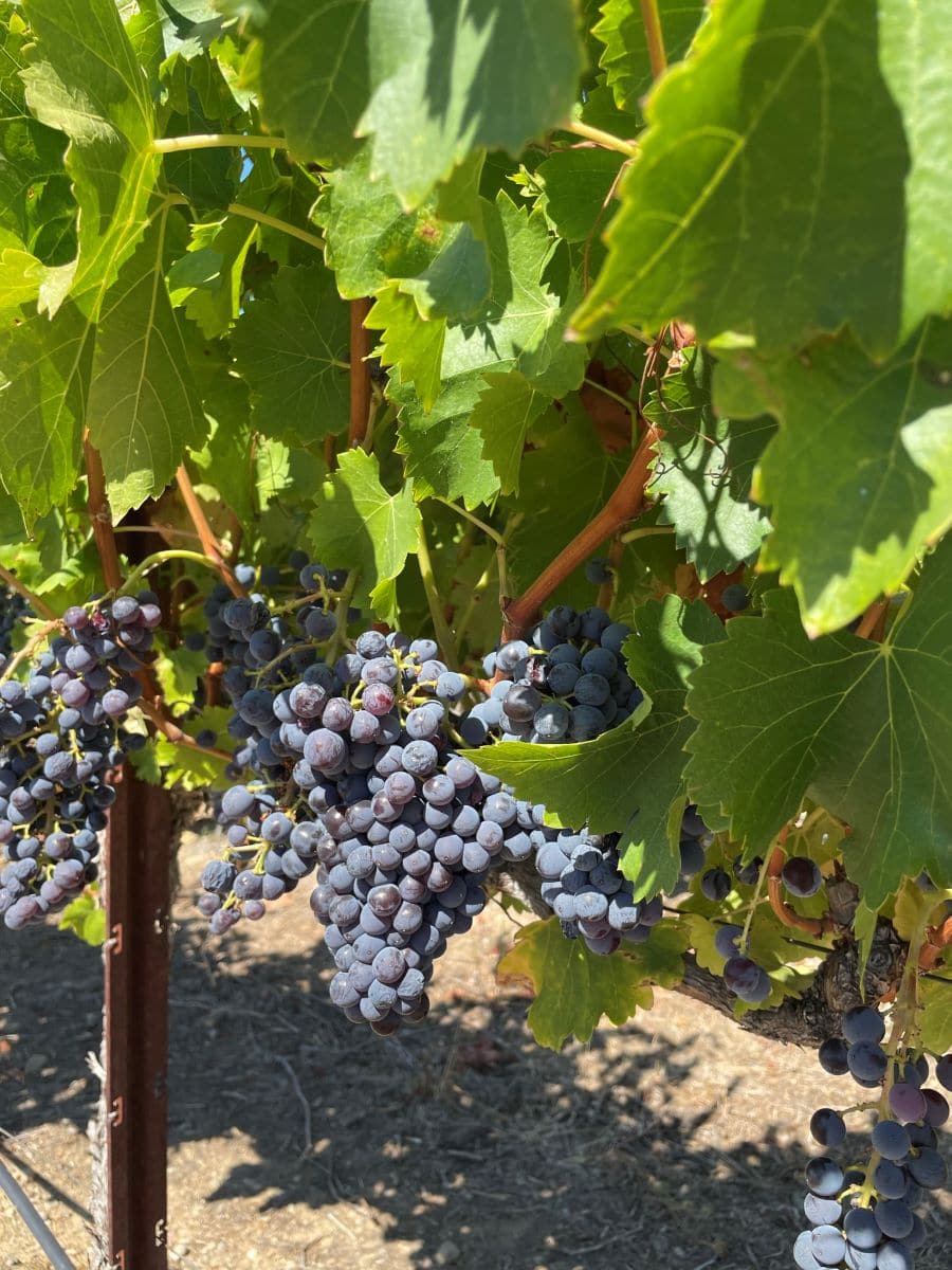 Grapes at Amista Vineyards, another fantastic Dry Creek Winery.