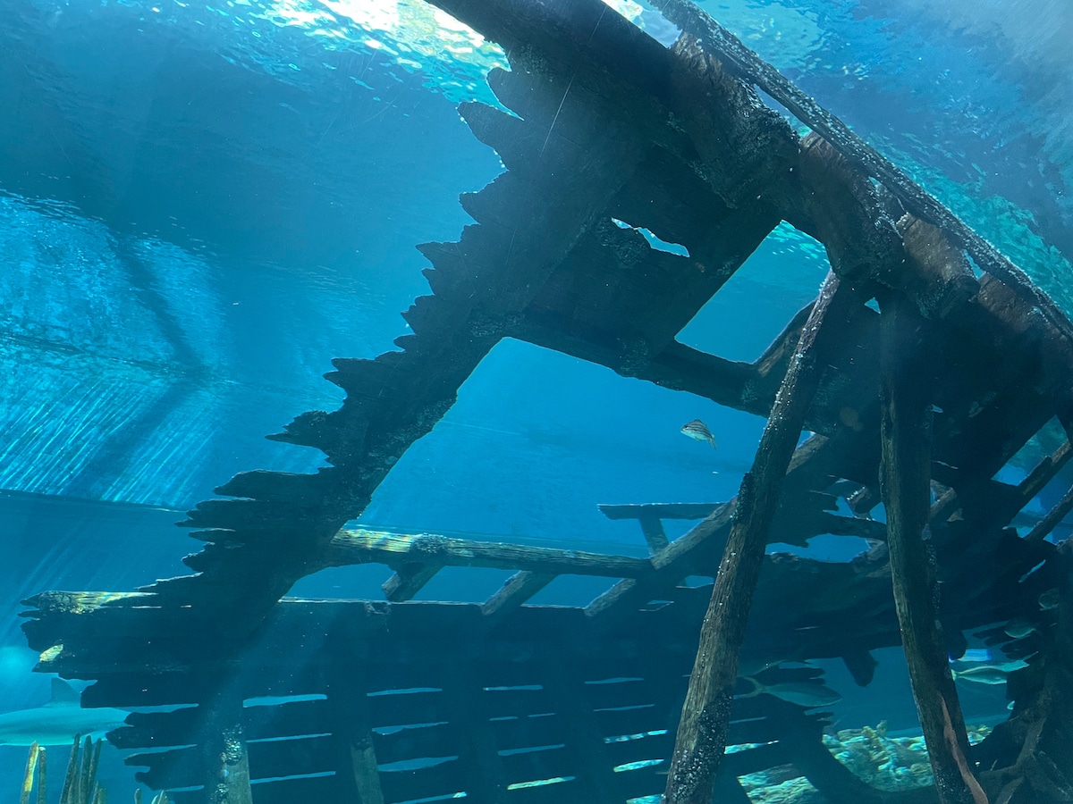 Shark Tank at Texas State Aquarium
