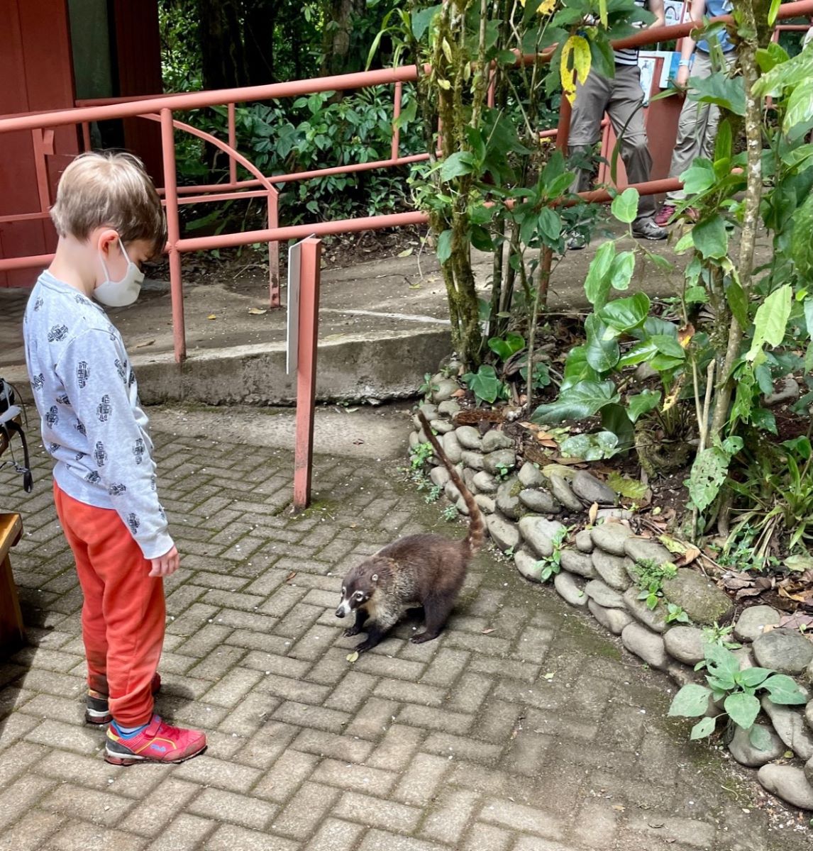 A little boy checking out a coatimundi, a member of Costa Rica's wildlife.