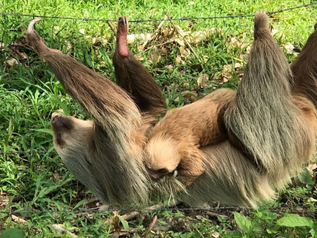 Resident sloth at Nayara Springs.