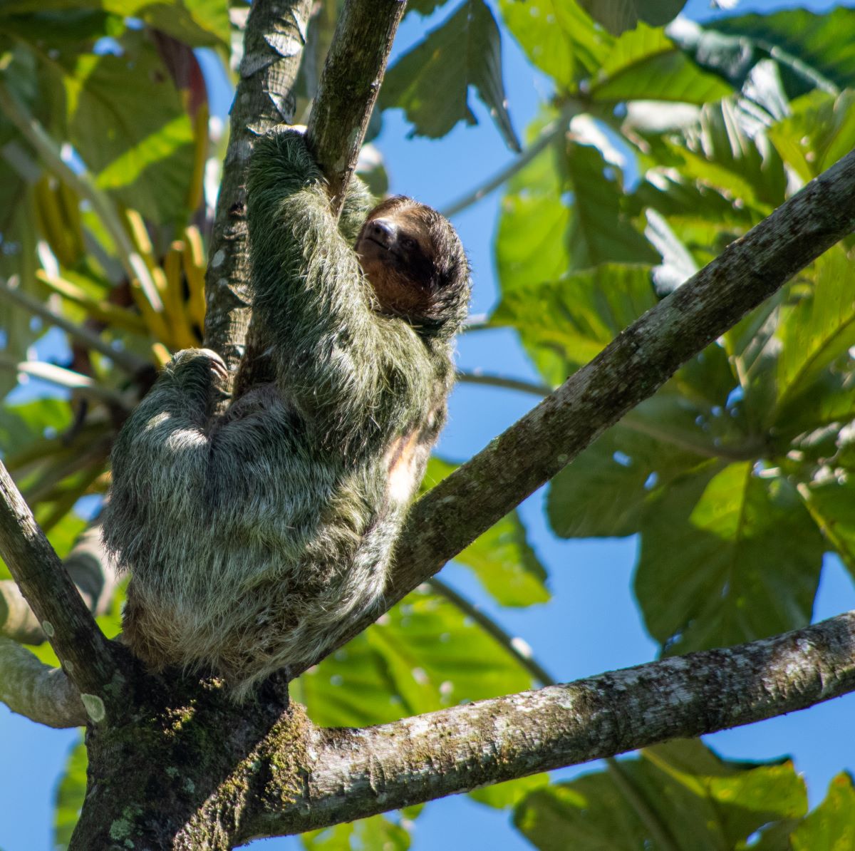 The sloth is one of Costa Rica's most well-known wildlife members.