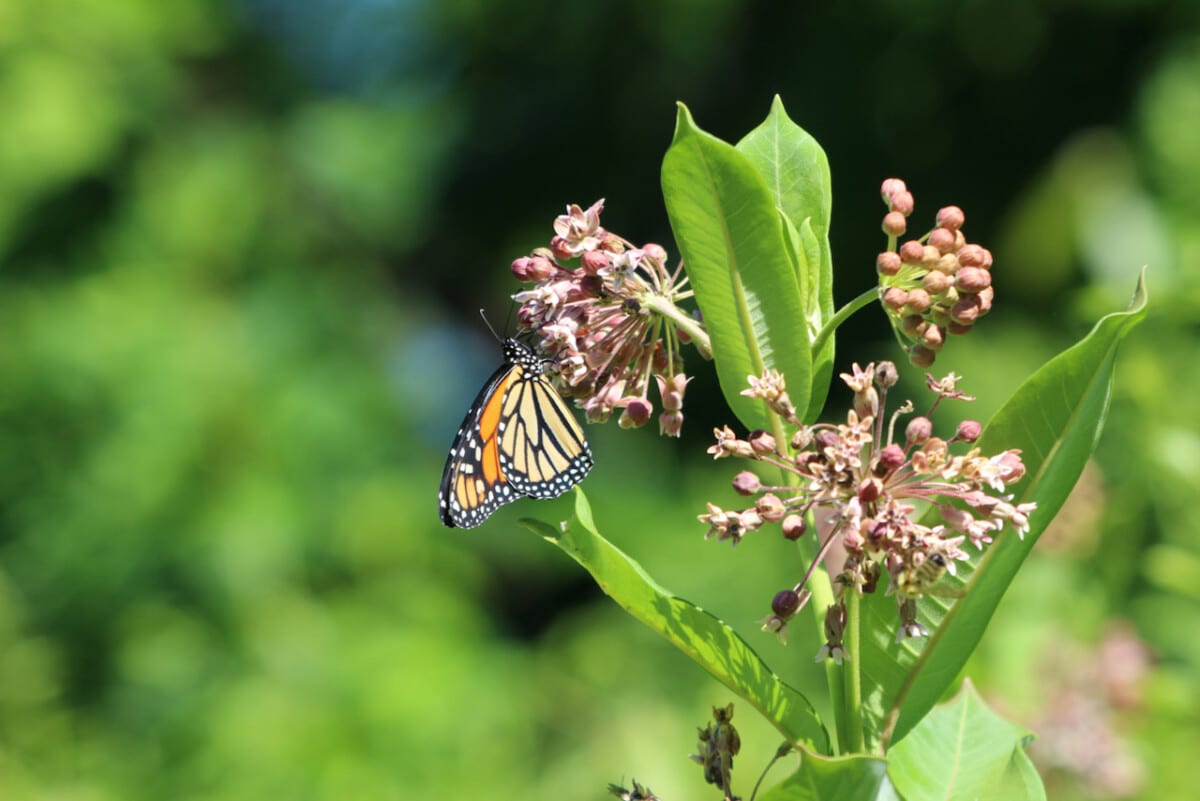 The butterfly house is a great place to go when you visit Maryland.