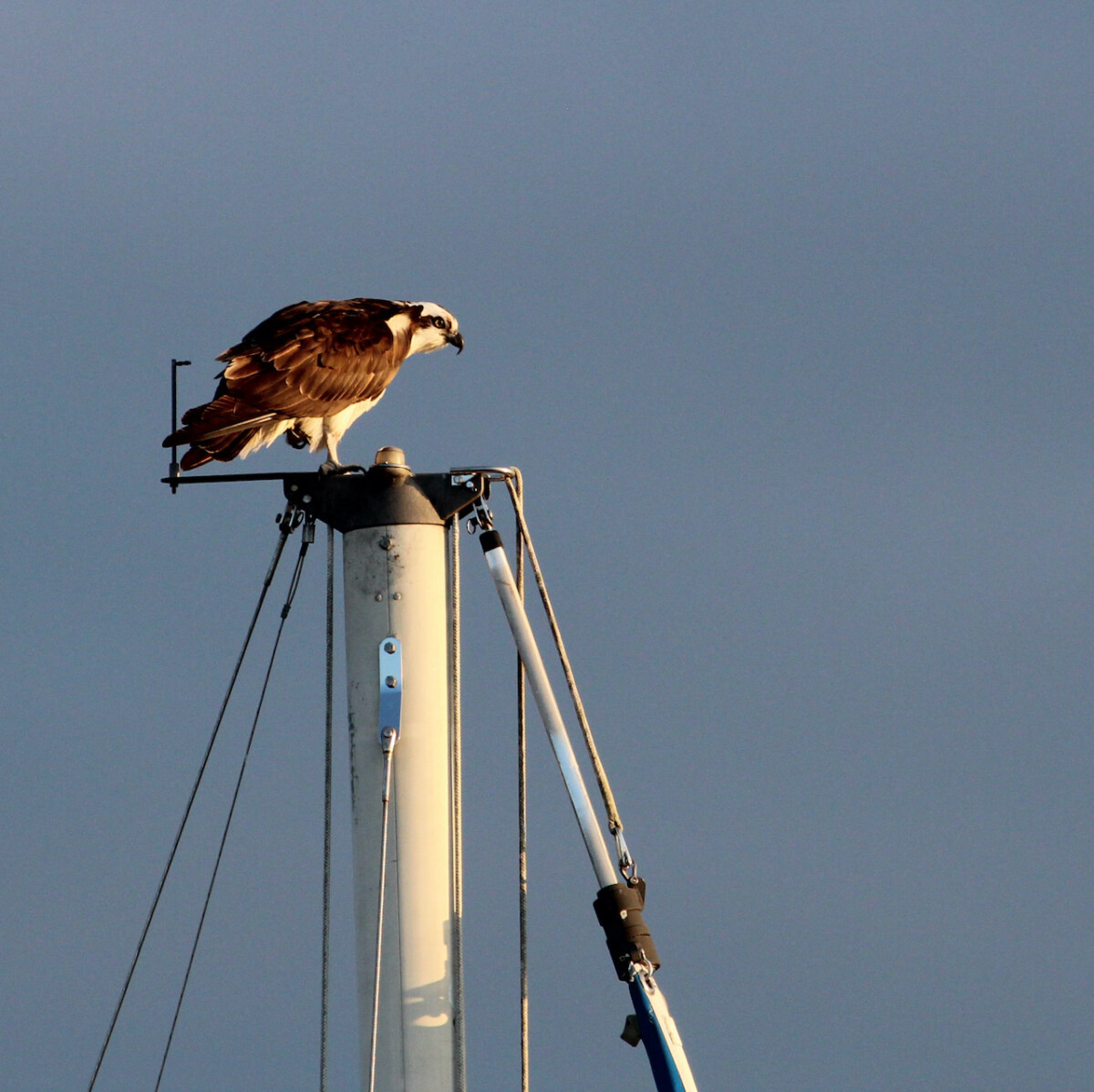 Osprey near White Haven,