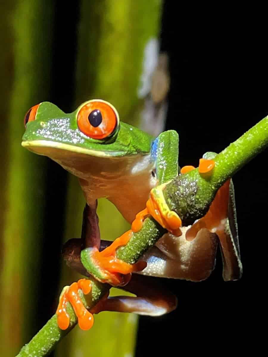 Red-eyed tree frog. Photo by Tracy Ellen Beard