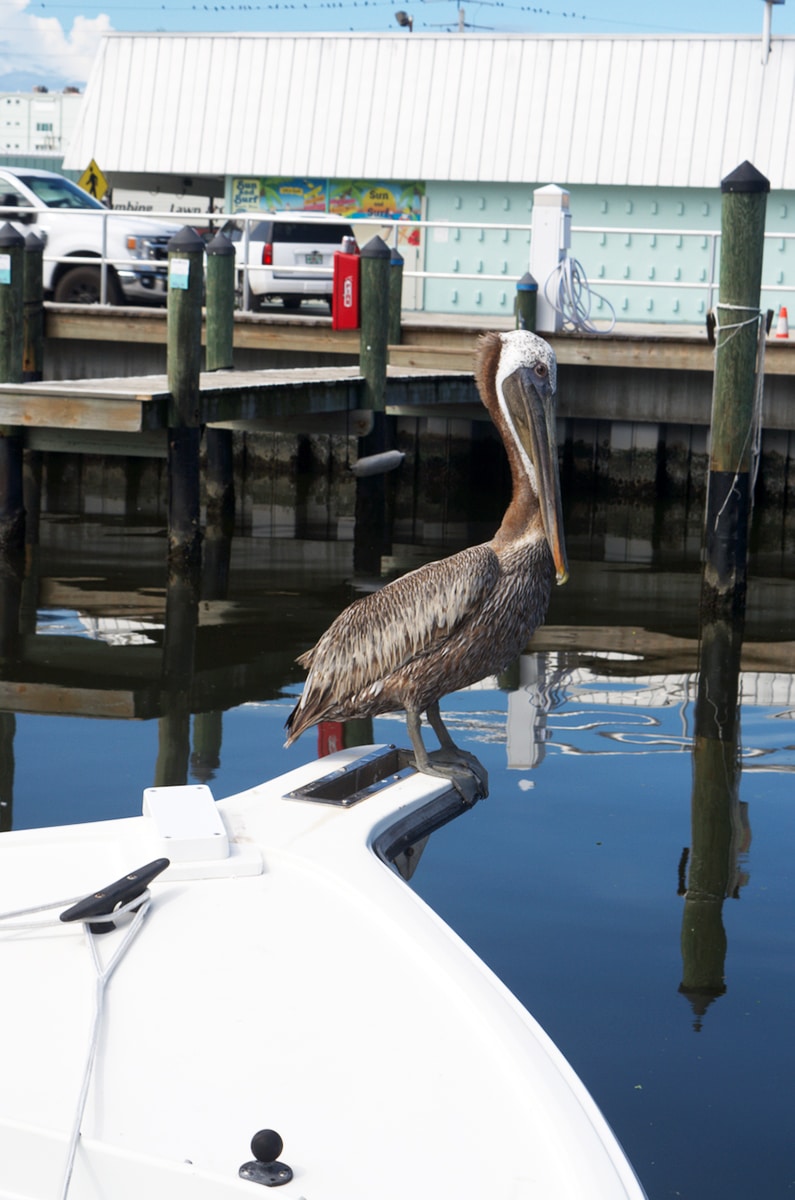 A pelican waiting for dinner.
