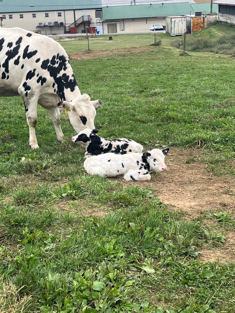 South Mountain Creamery mother cow with twins is another amazing Mid-Atlantic farm to visit.