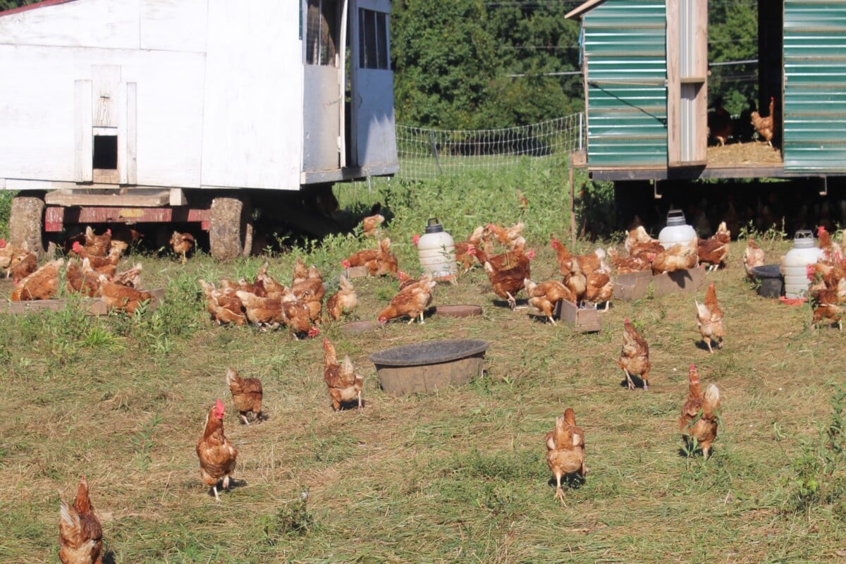 Third Way Farm chickens have moveable coops to keep the soil in good condition making it another fabulous Mid-Atlantic farm.