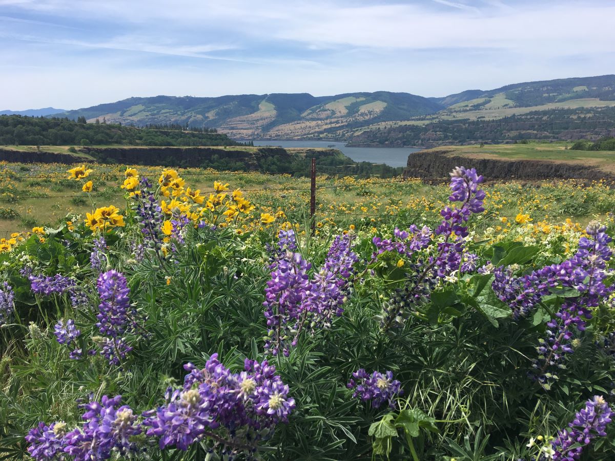Things to Do in The Dalles