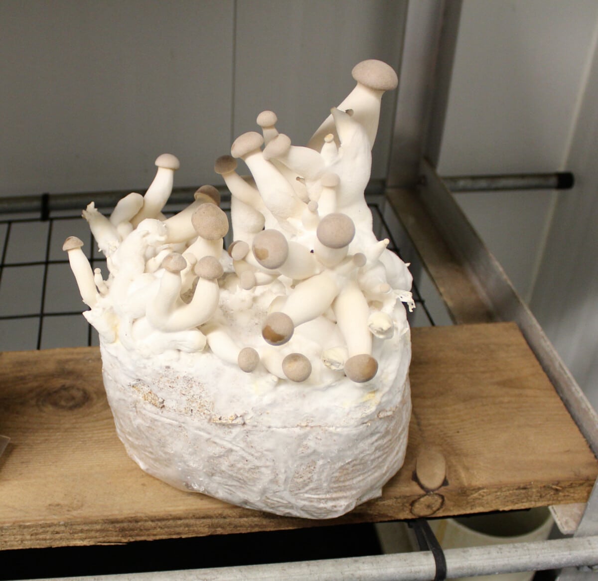 King oyster mushrooms are one of my top three types to buy when I visit Phillips.