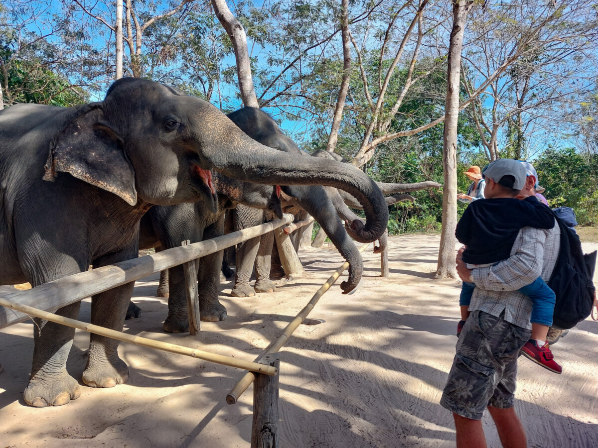 Elephant feeding at Kulen Elephant Forest. 