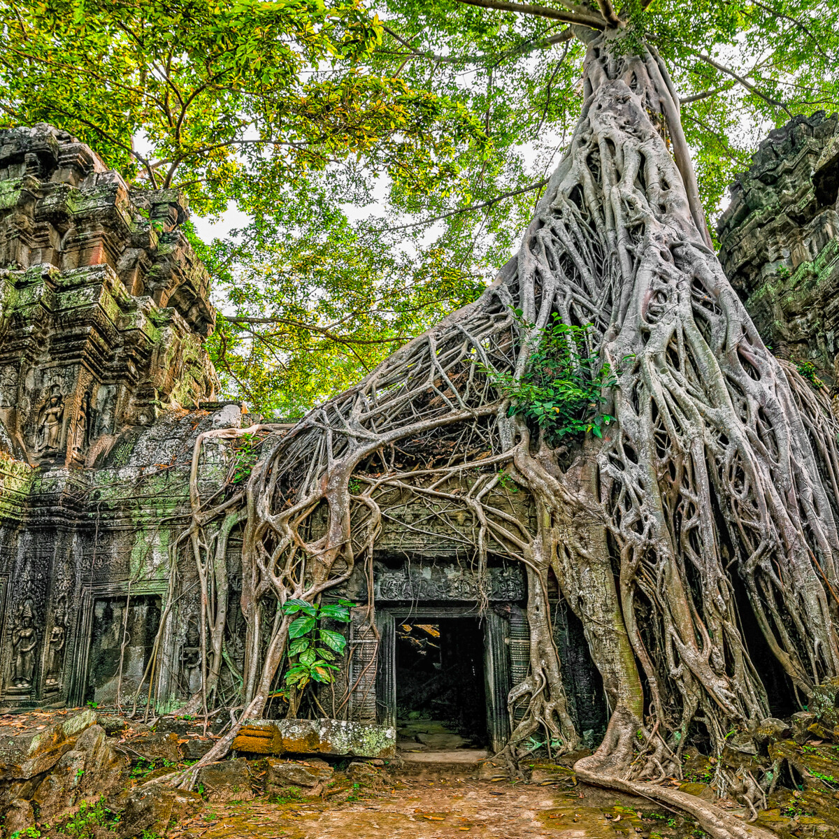 Ta Prohm (Tomb Raider) Temple is a must-see and another one of the great insider tips to Siem Reap.