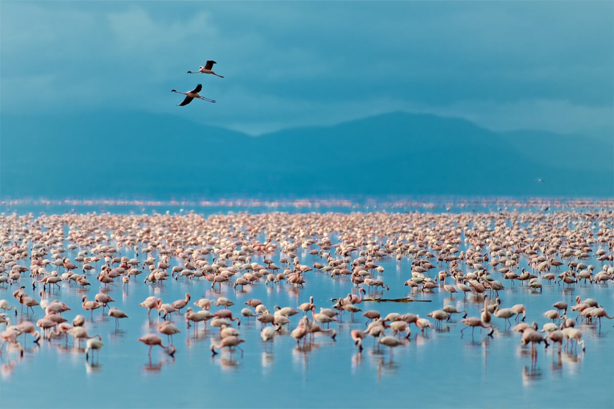 Flying Flamingo Over The Lake Manyara
