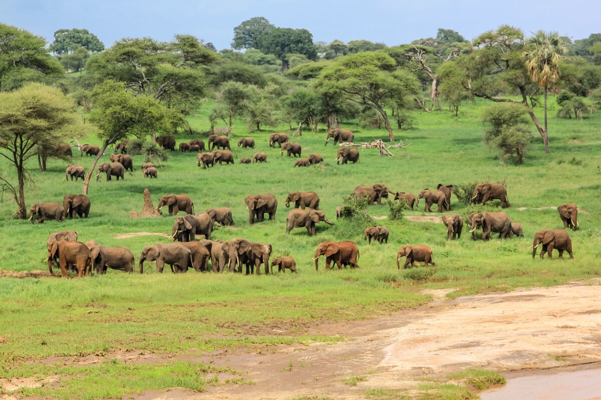 African elephants in Tarangire National Park Tanzania on green grass savanna, Tanzania.