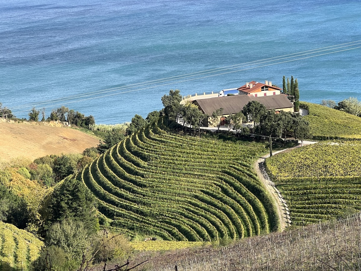 Terraced vineyards by the sea near Getaria in Spanish Basque Country in northern Spain.