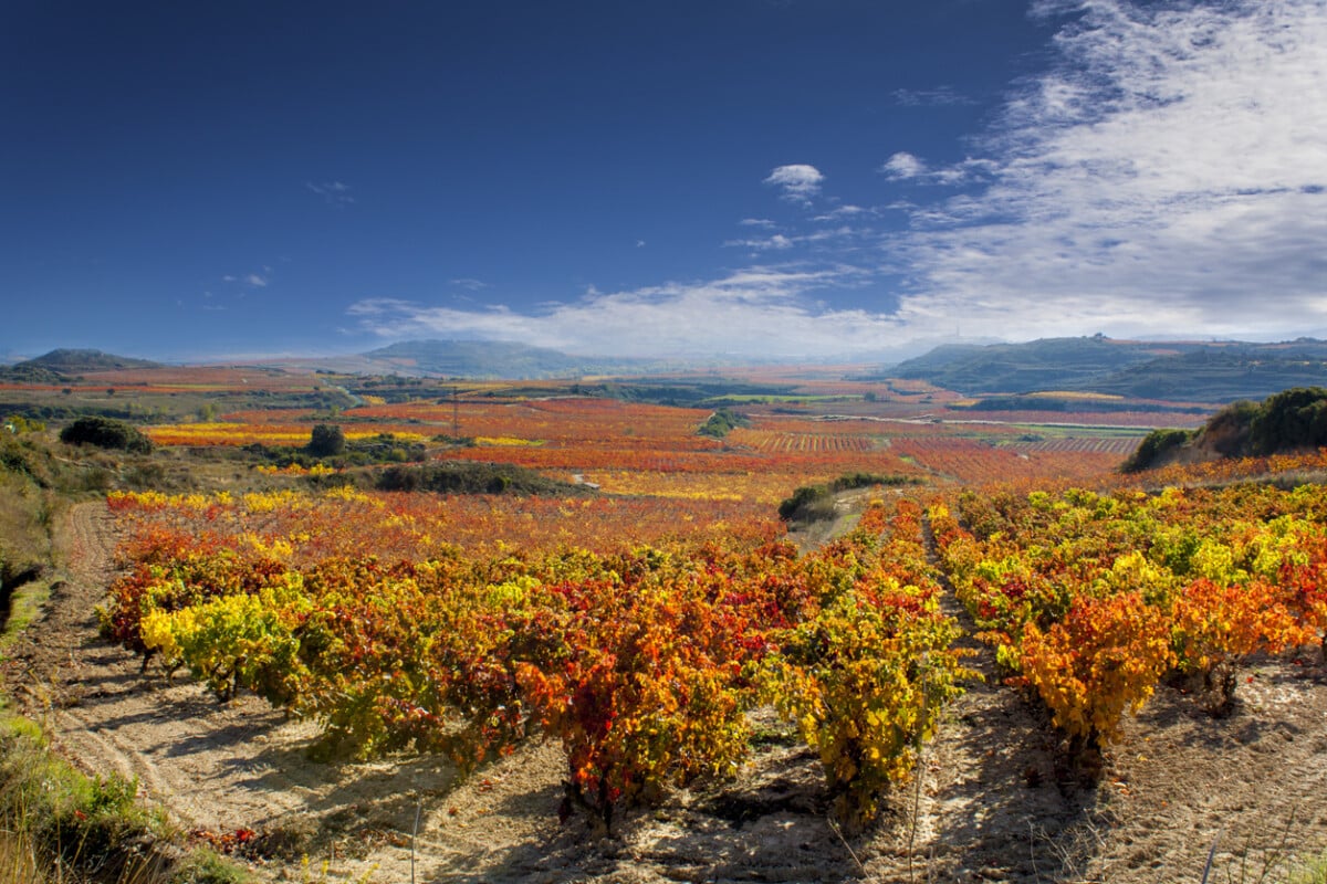 Vineyards in autumn in La Rioja in Spain. Photo by angusben via iStock by Getty Images