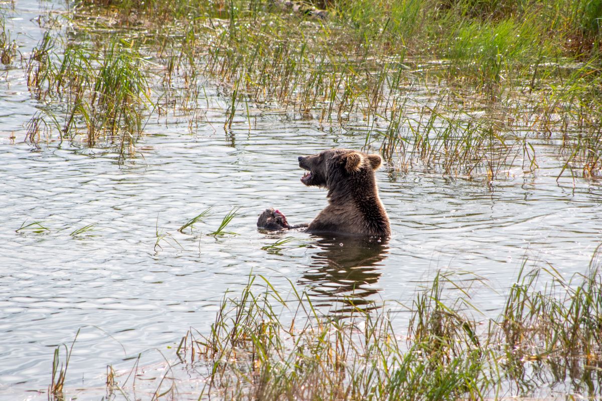 A single bear fishing in the water at Brooks Falls.