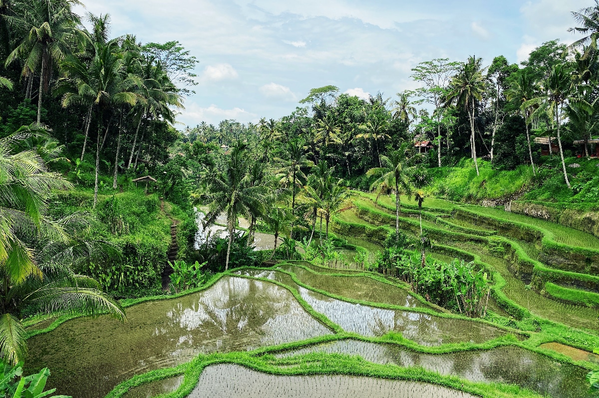 Best of Balinese Culture in Ubud Rice Paddies