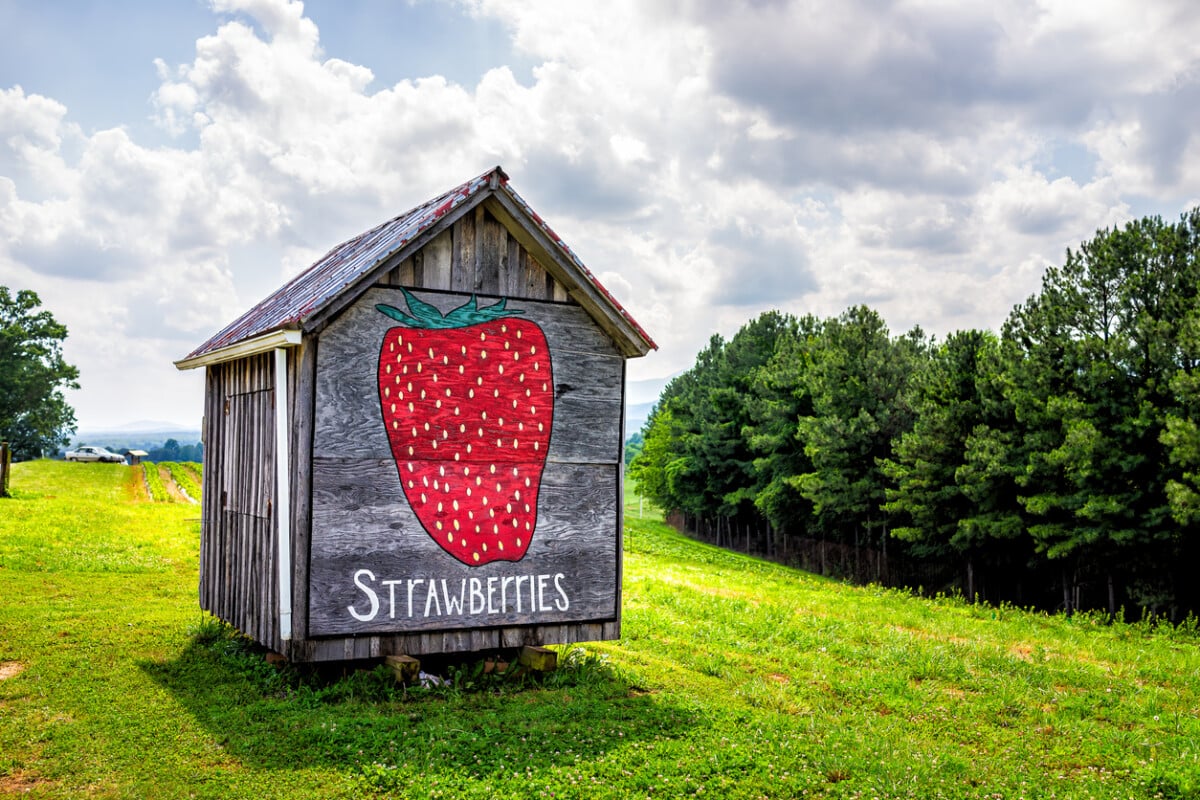 Roseland, Virginia - June 9, 2020: Summer rural landscape countryside in Nelson County and sign for strawberry picking on wooden shed