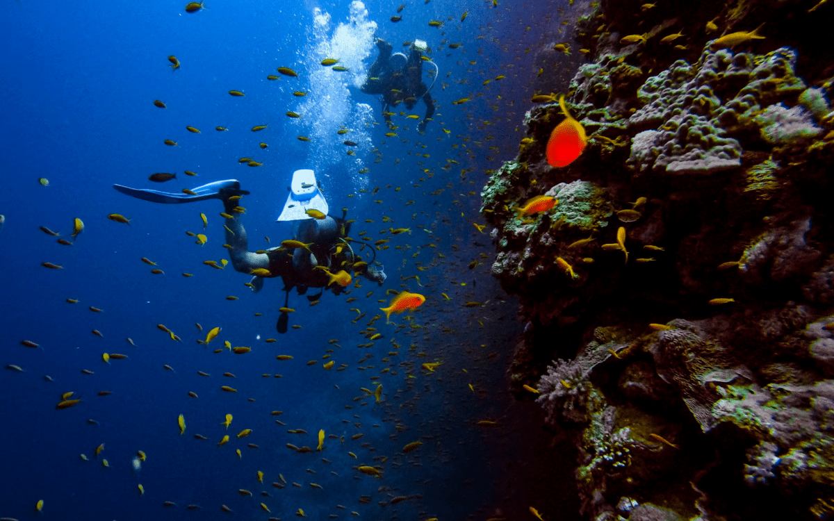 Diving off Catalina Island