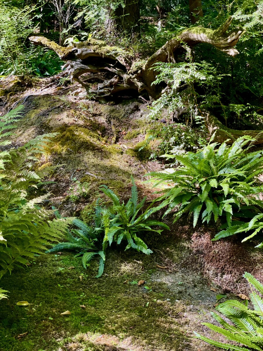 The Moss Garden at Bloedel Reserve. Photo by Susan Lanier-Graham