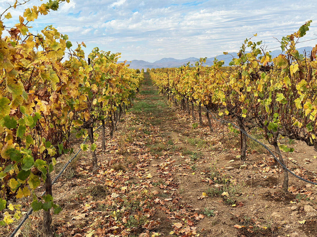 Ranchos Ontiveros Vineyard planted with pinot noir
