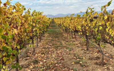 Santa Maria Wines: The Legacy of Ranchos de Ontiveros