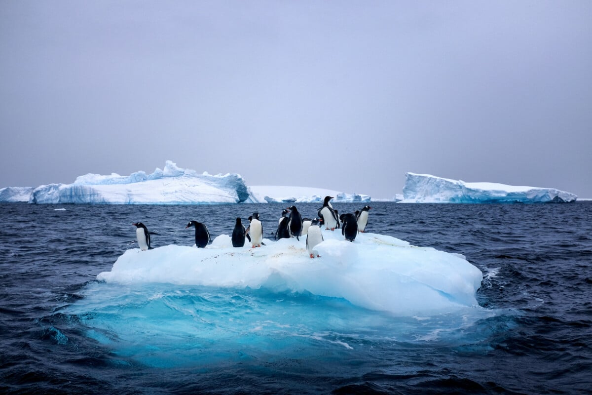Snow, ice, glaciers, ocean water, clouds and penguins - a typical scene for Antarctica tourism
