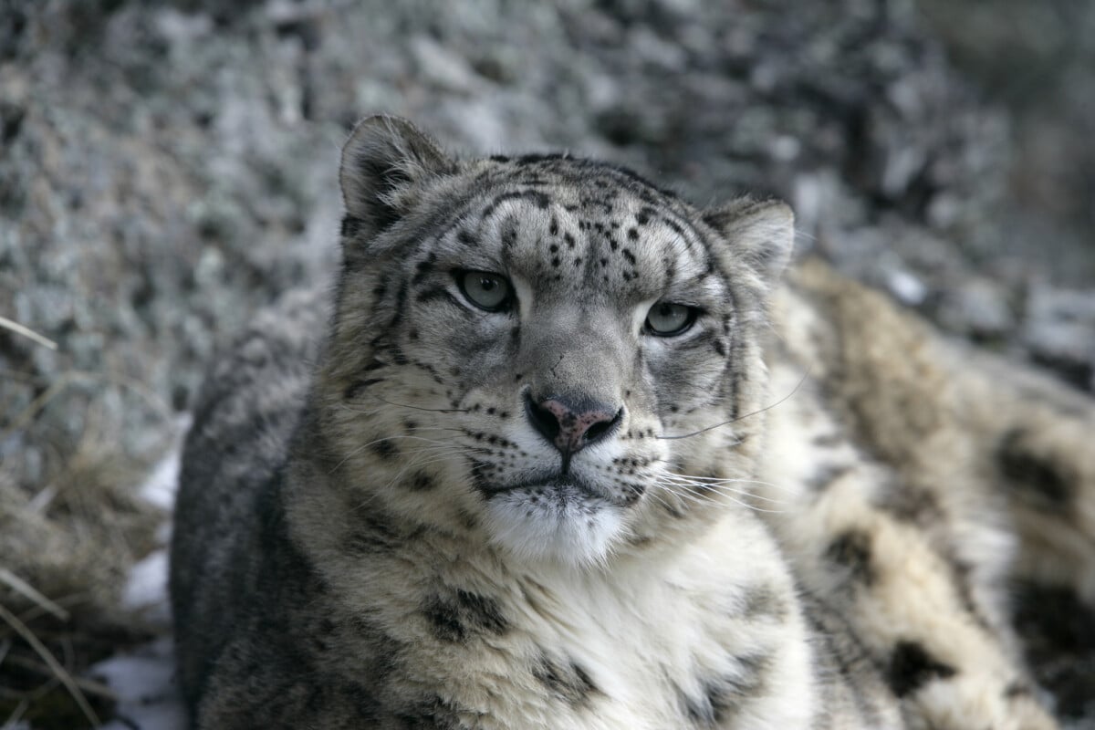 Snow leopards live in the wild in Nepal. Photo by Mikeland45 via DepositPhotos