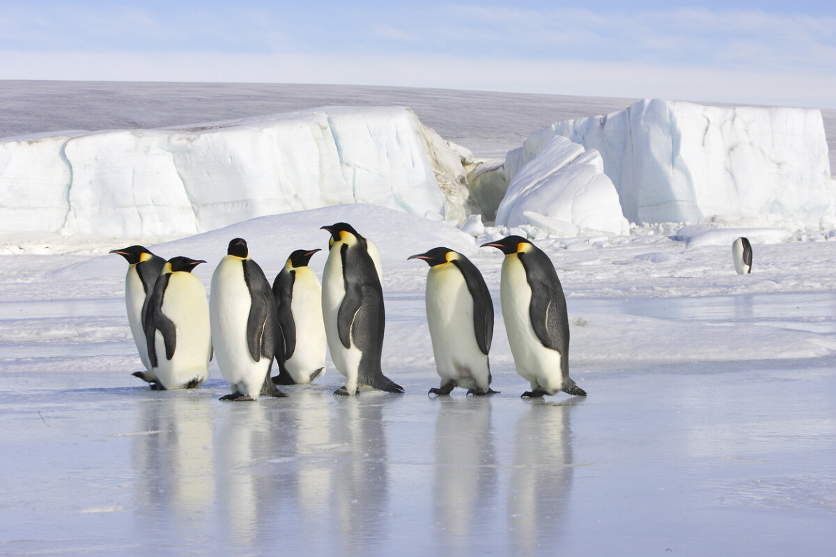 Emperor Penguin in Snow Hill Island