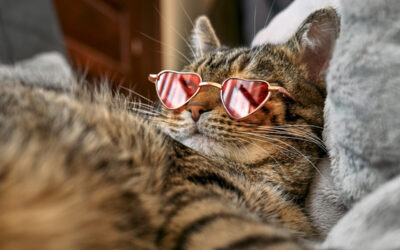 The Ultimate Cats with Sunglasses and Wine Memes