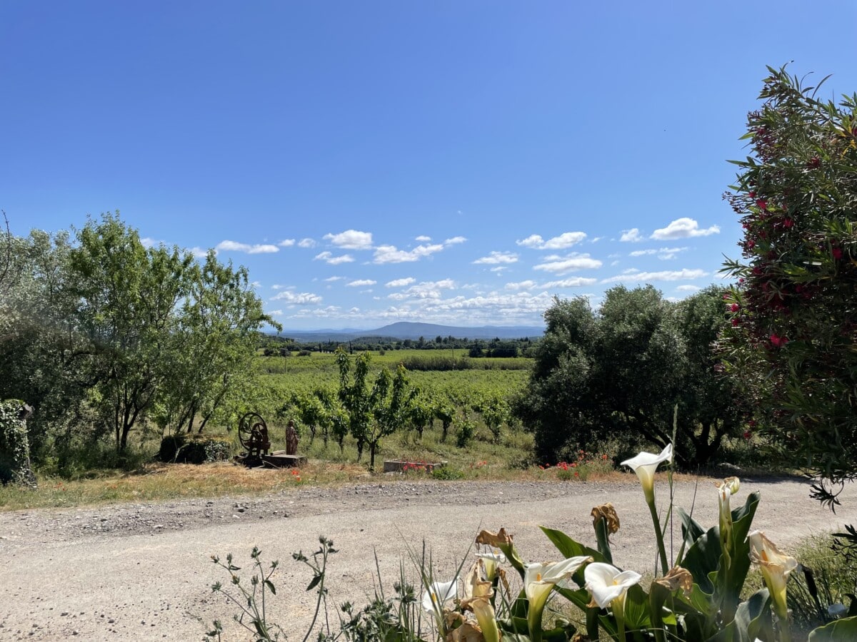 Vineyards near Marseillette