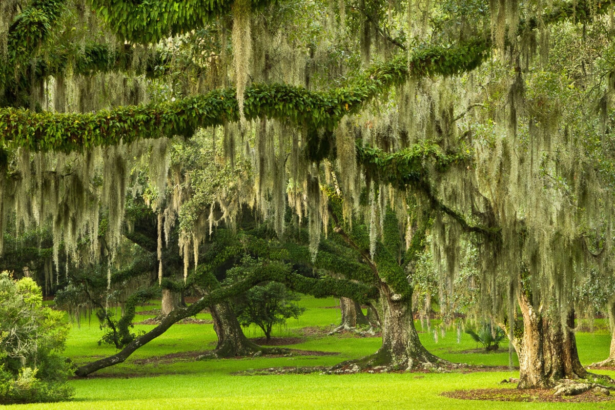 Southern Live Oaks draped in Ivy and Spanish Moss in Jungle Gard